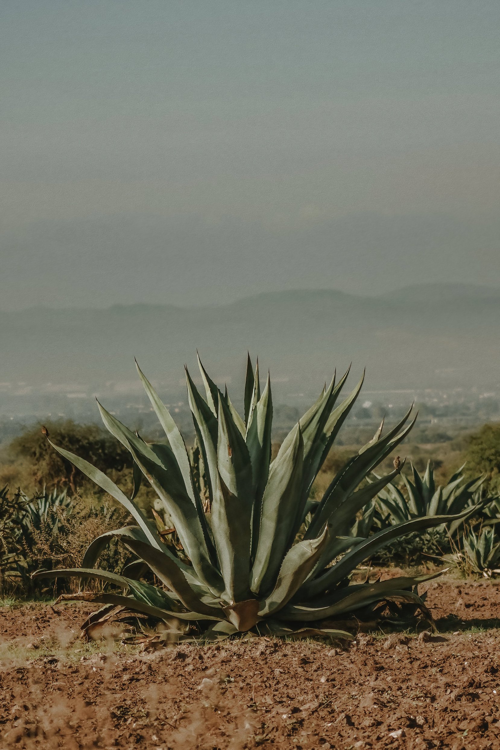 Agave Maguey Mezcal Desert Landscape