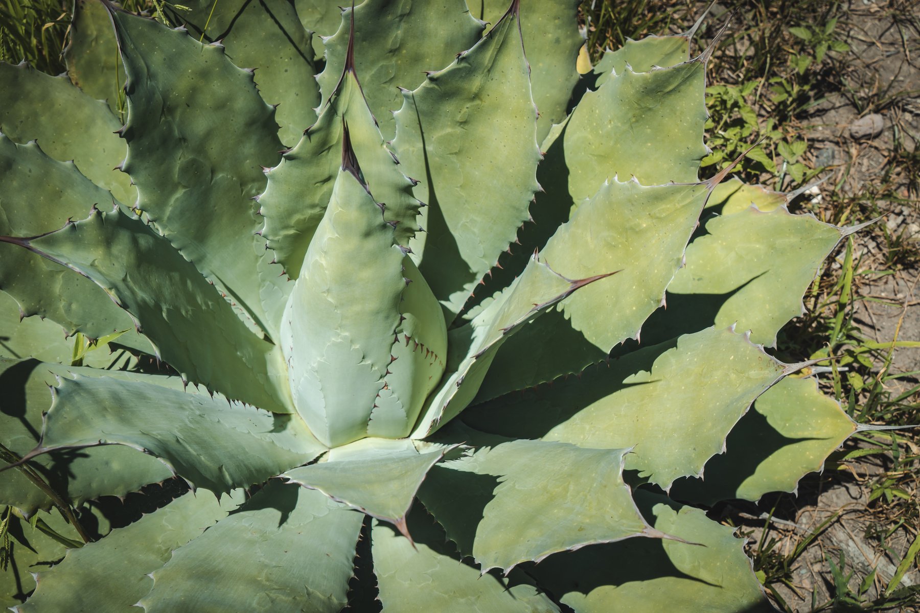 Mezcal "Mexican traditional spirit" Producers, Oaxaca